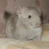 Маркиза