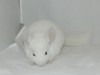 2,5 месяца
