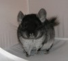 5 мес