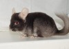 1 год 1 мес