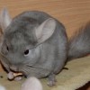 Камила