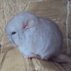 Каспер