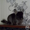Котик Мышинский