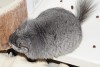 3 года 2 мес