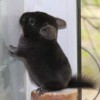 20120817м49ГЭЭТ