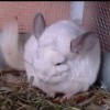 Клэр