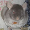 Кенна