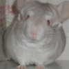 Аллен