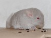 1 нед