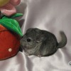 Без клички