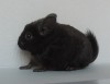 1,5 месяца