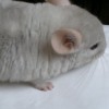 Лакота