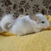  Царевна БонНи