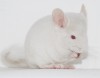 1,5 мес