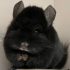 Зигмунд