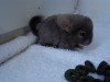 около 2 недель