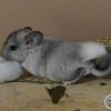 Пайя