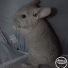 Нельс