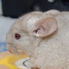 Вилли