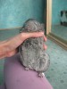 еще животик