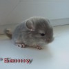 Бенну
