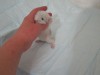 1 неделя
