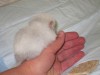 1 неделя
