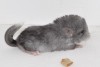 2 дня