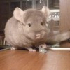Какао