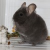 Николетта Арктик Шиншилла
