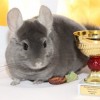 Лотос Арктик Шиншилла