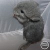Норд
