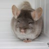 Игрек