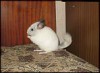 3,5мес