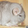 Оливер