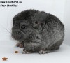 1 мес