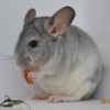 Хильда