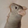 Барни Бэль де Бостон