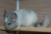 2 мес.