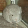 Пим