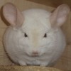 Айс