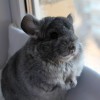 Карина