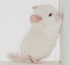 3 нед