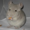 Жаник