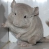 без клички