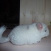 Зефирчик