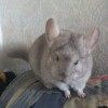 Лима