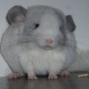 Тиа Мариа