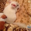Уля