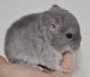 3 нед